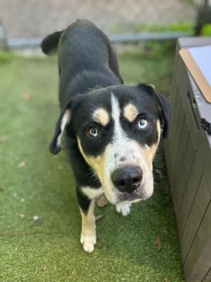 An adult medium-sized male Mixed Breed dog named Patrick for adoption in Gainesville, FL