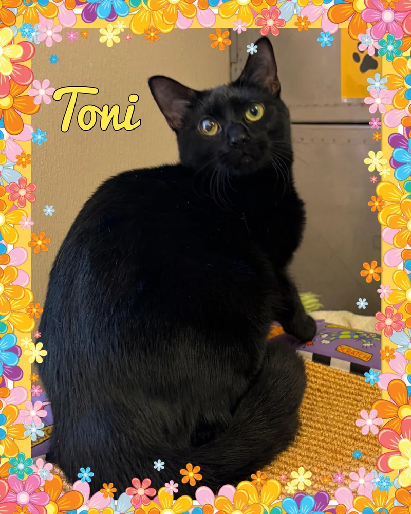 A young medium-sized female Black Domestic Short Hair cat named Toni for adoption in Somerset, NJ