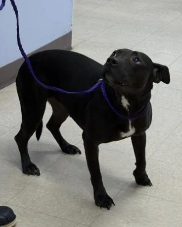 An adult medium-sized female Pit Bull Terrier dog named Luna for adoption in Killeen, TX