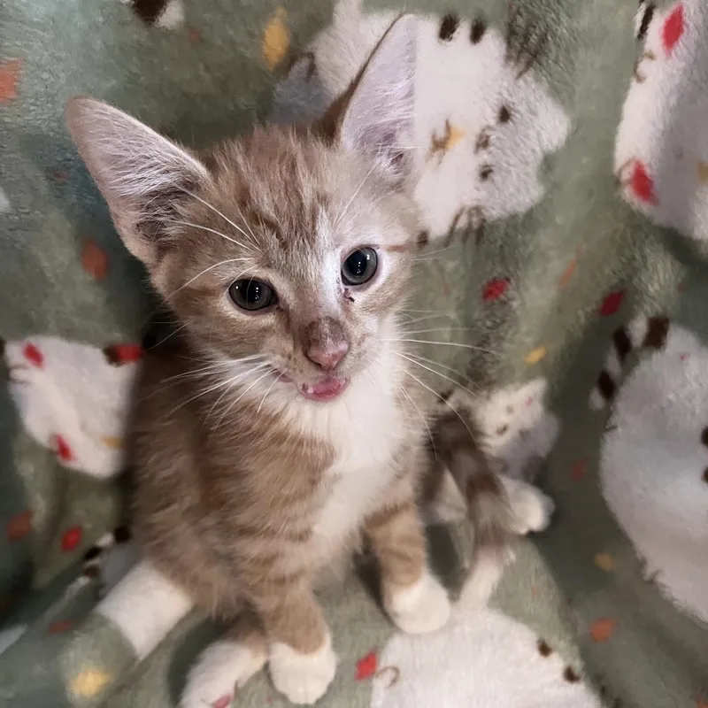 A baby small-sized male Domestic Short Hair cat named Cheetos for adoption in Shelbyville, IN