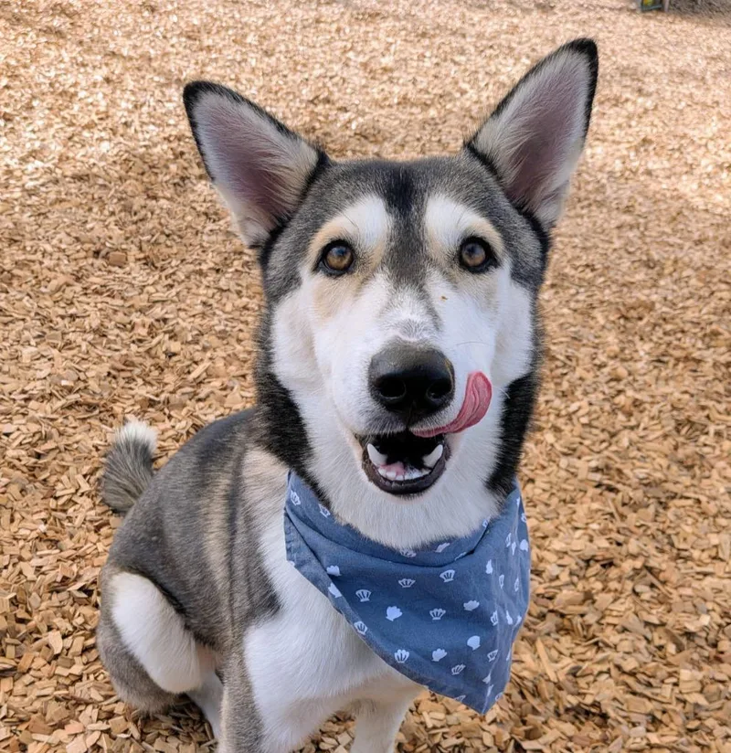 A baby medium-sized male Husky dog named Rover for adoption in Logan, UT