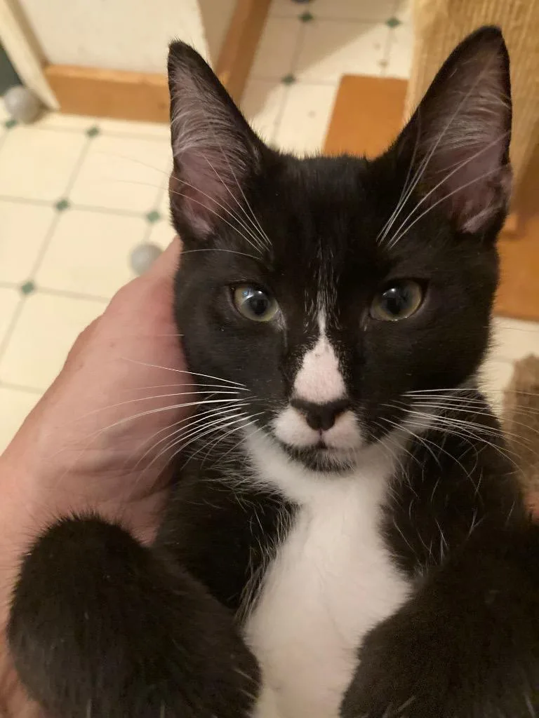 A baby medium-sized male Domestic Short Hair cat named Mickey for adoption in Fort Oglethorpe, GA