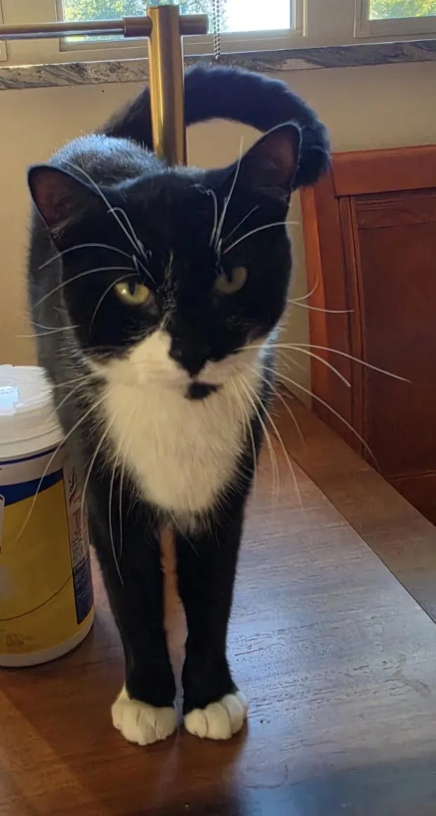 An adult medium-sized male Black & White / Tuxedo Domestic Short Hair cat named Oreo for adoption in Staten Island, NY