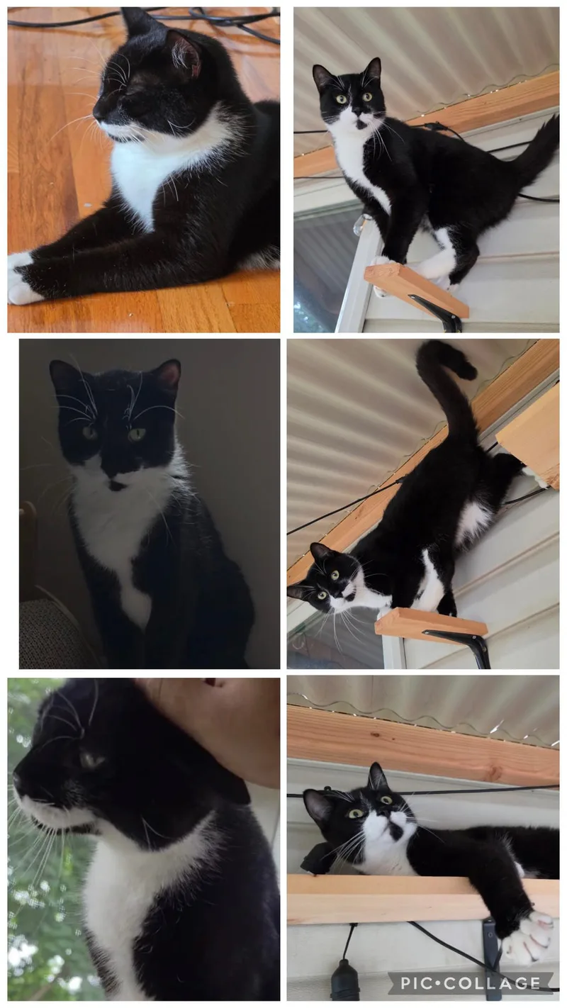 Oreo thumbnail 3