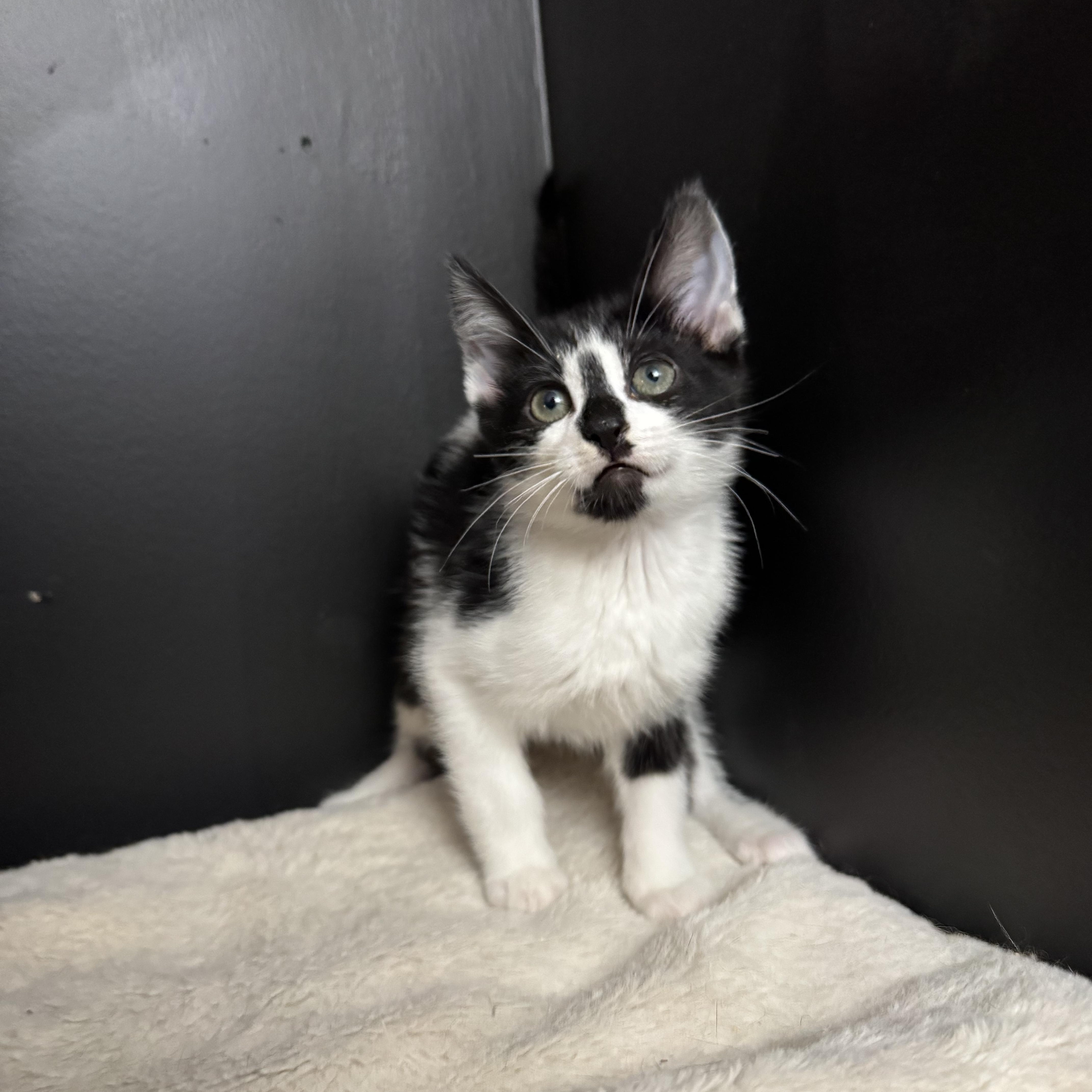 A baby medium-sized female Black & White / Tuxedo Domestic Short Hair cat named Buttercup for adoption in Hamilton, NJ