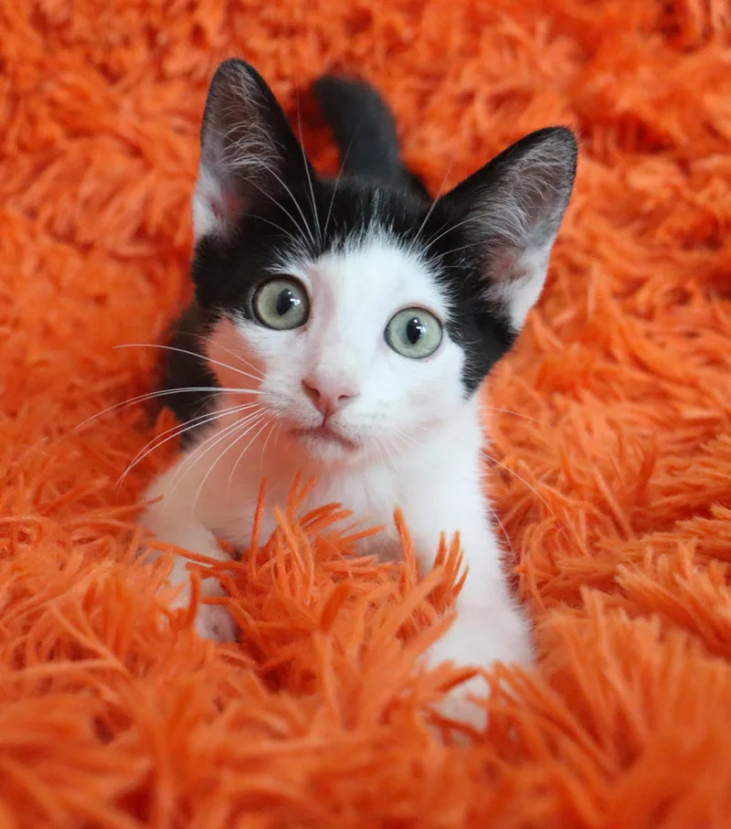 A baby large-sized male Black & White / Tuxedo Turkish Van cat named Little Tom for adoption in Saint Augustine, FL