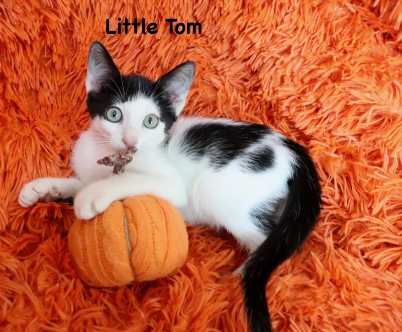 Little Tom thumbnail 3