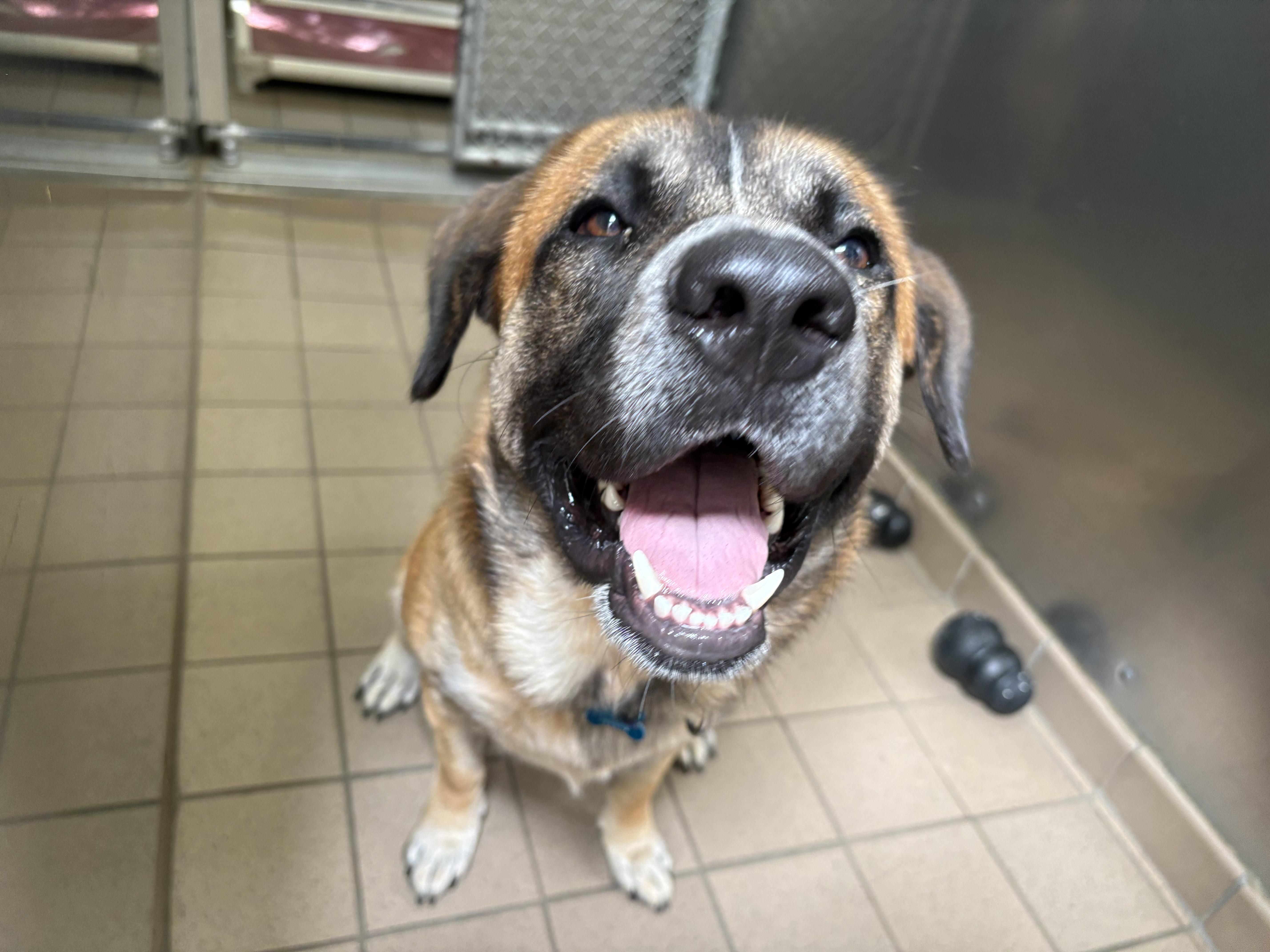 A young large-sized male Tricolor (Brown, Black, & White) Mixed Breed dog named Baloo for adoption in Wantagh, NY