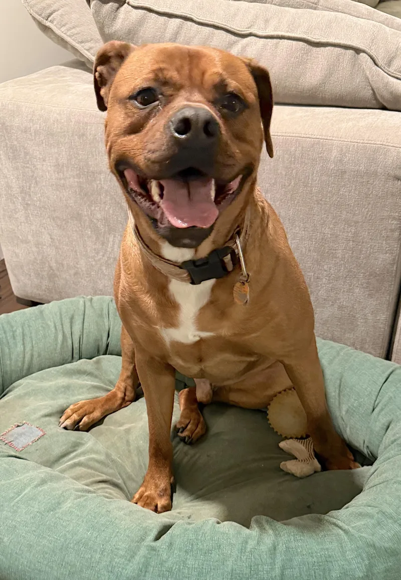 An adult extra large-sized male Rottweiler dog named Buck for adoption in Amherst, MA