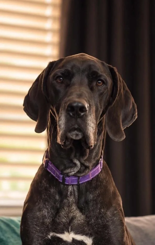 An adult extra large-sized female Black Great Dane dog named Freya Rose for adoption in Bullard, TX