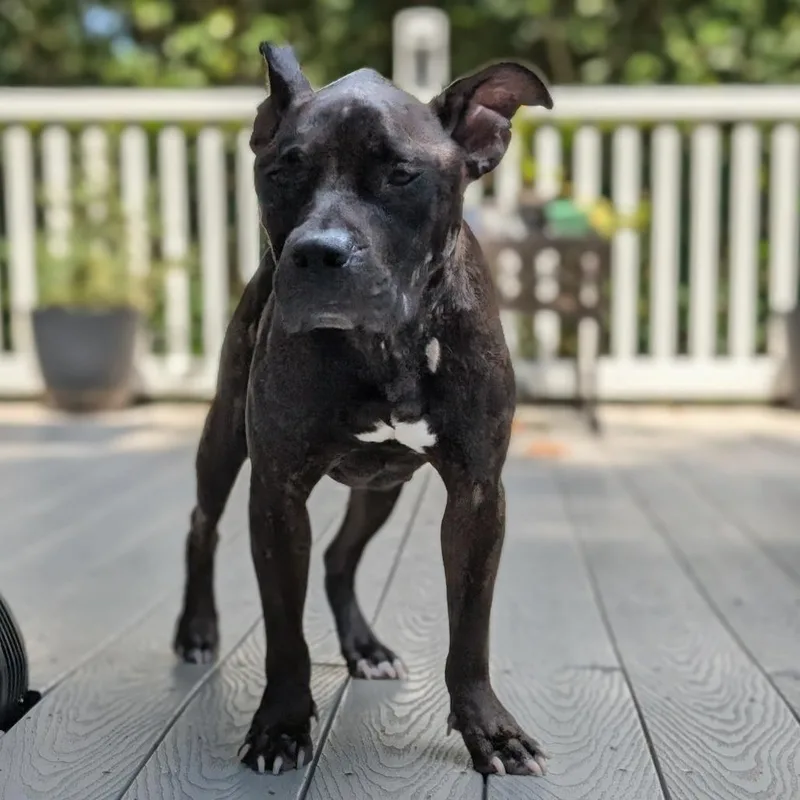 A young medium-sized female Pit Bull Terrier dog named Pippa for adoption in Raleigh, NC