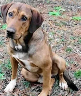A young large-sized male Hound dog named Neptune for adoption in Chelmsford, MA