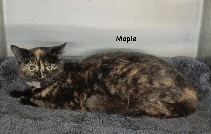 A young medium-sized female Domestic Short Hair cat named Maple for adoption in Morehead, KY