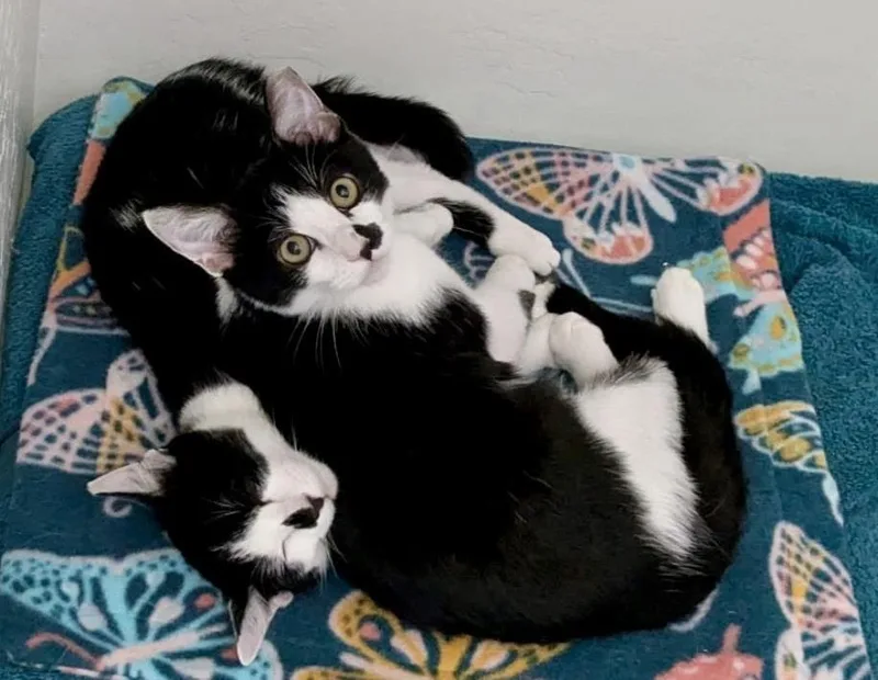 A baby small-sized female Black Domestic Short Hair cat named Richeh Lighthouse Bonded With for adoption in Chandler, AZ
