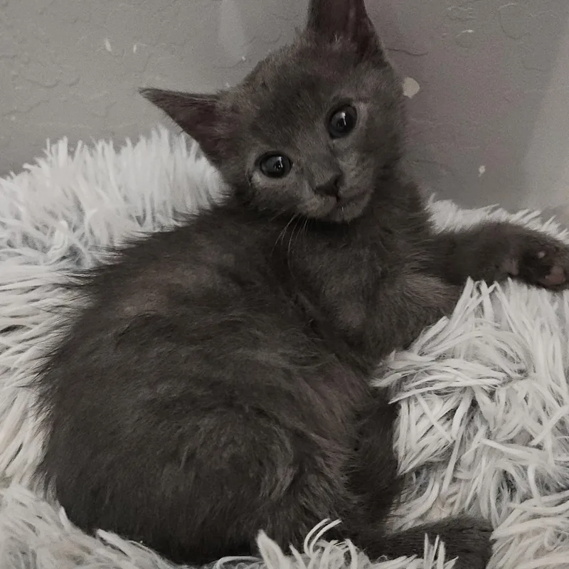 A baby medium-sized male Gray / Blue / Silver Domestic Short Hair cat named Stormy Cherry Lynn for adoption in Phoenix, AZ