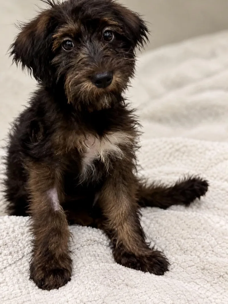 A baby large-sized female Black Labradoodle dog named Salem for adoption in Las Vegas, NV