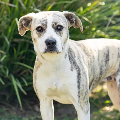 An adult large-sized female Pit Bull Terrier dog named Little Girl for adoption in Camarillo, CA