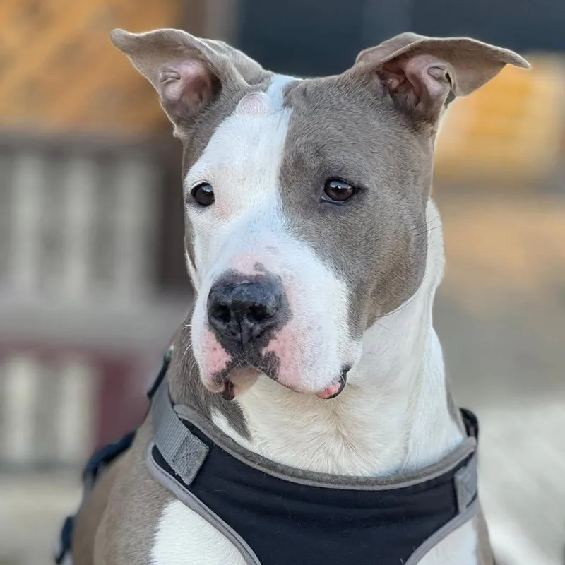 An adult large-sized female Gray / Blue / Silver Pit Bull Terrier dog named Abby for adoption in Ozone Park, NY