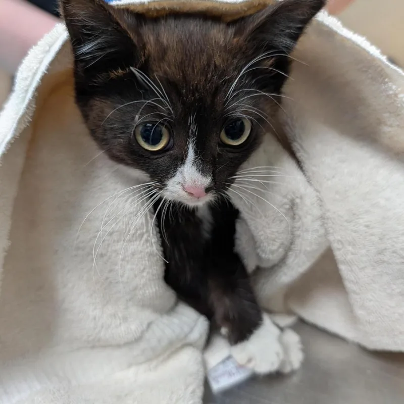 A baby small-sized female Domestic Short Hair cat named Missy for adoption in Tacoma, WA