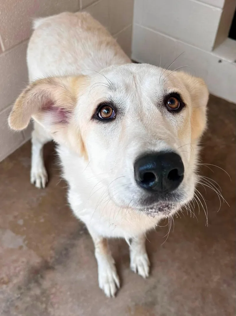 An adult large-sized female Great Pyrenees dog named Snow for adoption in Sherman, TX
