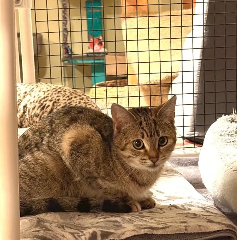 An adult medium-sized female Tabby (Brown / Chocolate) Domestic Short Hair cat named Rachel for adoption in North Babylon, NY
