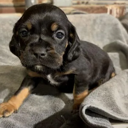 A baby small-sized male Mixed Breed dog named Tater for adoption in West Chester, PA