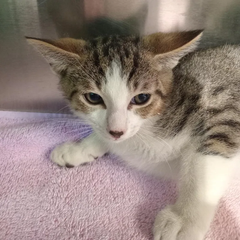 A baby small-sized male Brown / Chocolate Domestic Short Hair cat named Utah for adoption in Tampa, FL