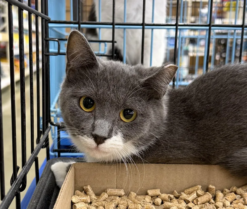 A young medium-sized female Gray & White Tuxedo cat named Liza for adoption in Columbia, SC