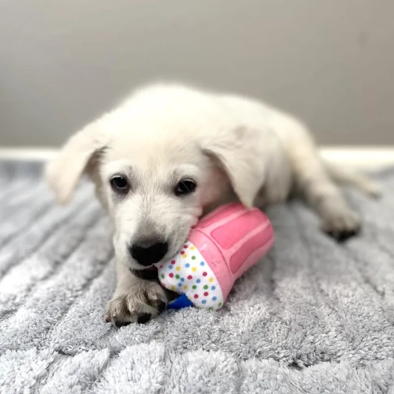 A baby small-sized male White / Cream Great Pyrenees dog named Blanc for adoption in Austin, TX