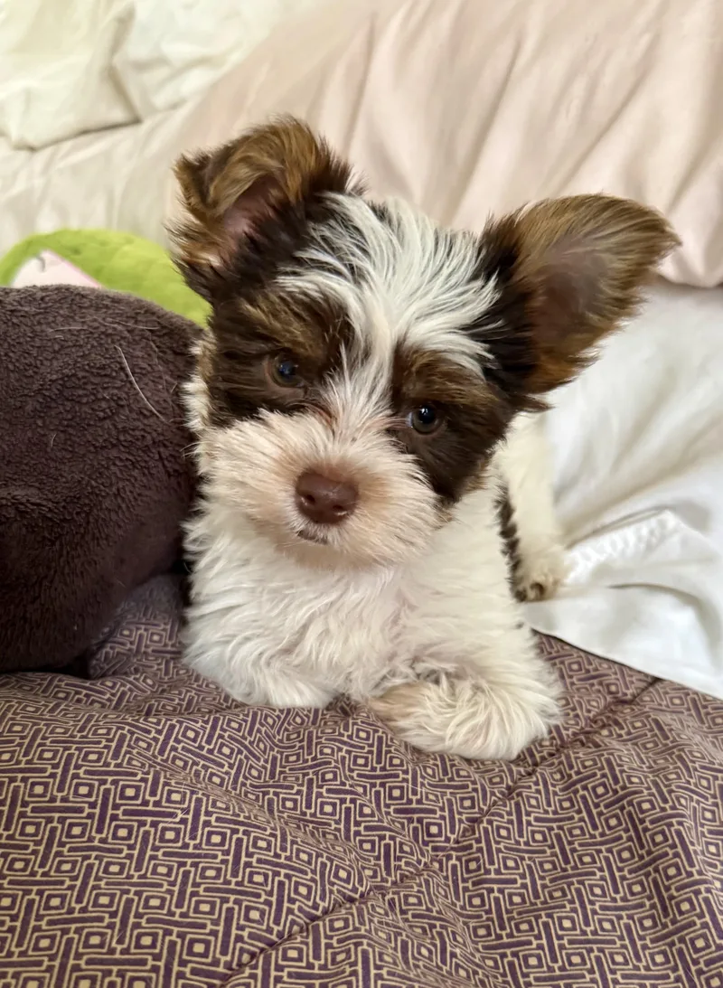 Hypoallergenic Boy Yorkie Pup thumbnail 2