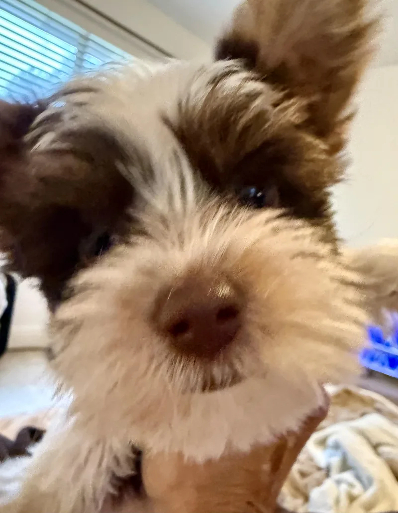 Hypoallergenic Boy Yorkie Pup
