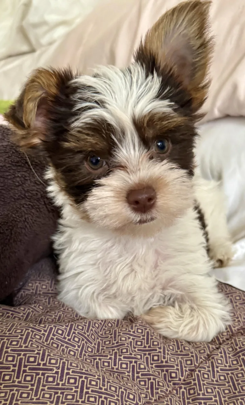 Hypoallergenic Boy Yorkie Pup thumbnail 4