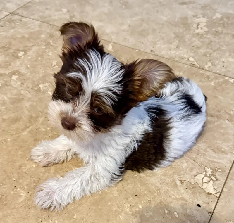 Hypoallergenic Boy Yorkie Pup thumbnail 5