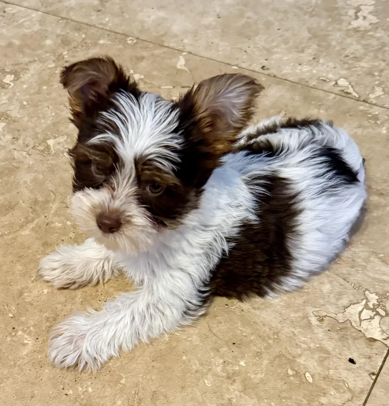 Hypoallergenic Boy Yorkie Pup thumbnail 6