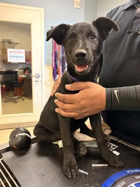 A baby small-sized female Shepherd dog named Betsy for adoption in Riverside, CA