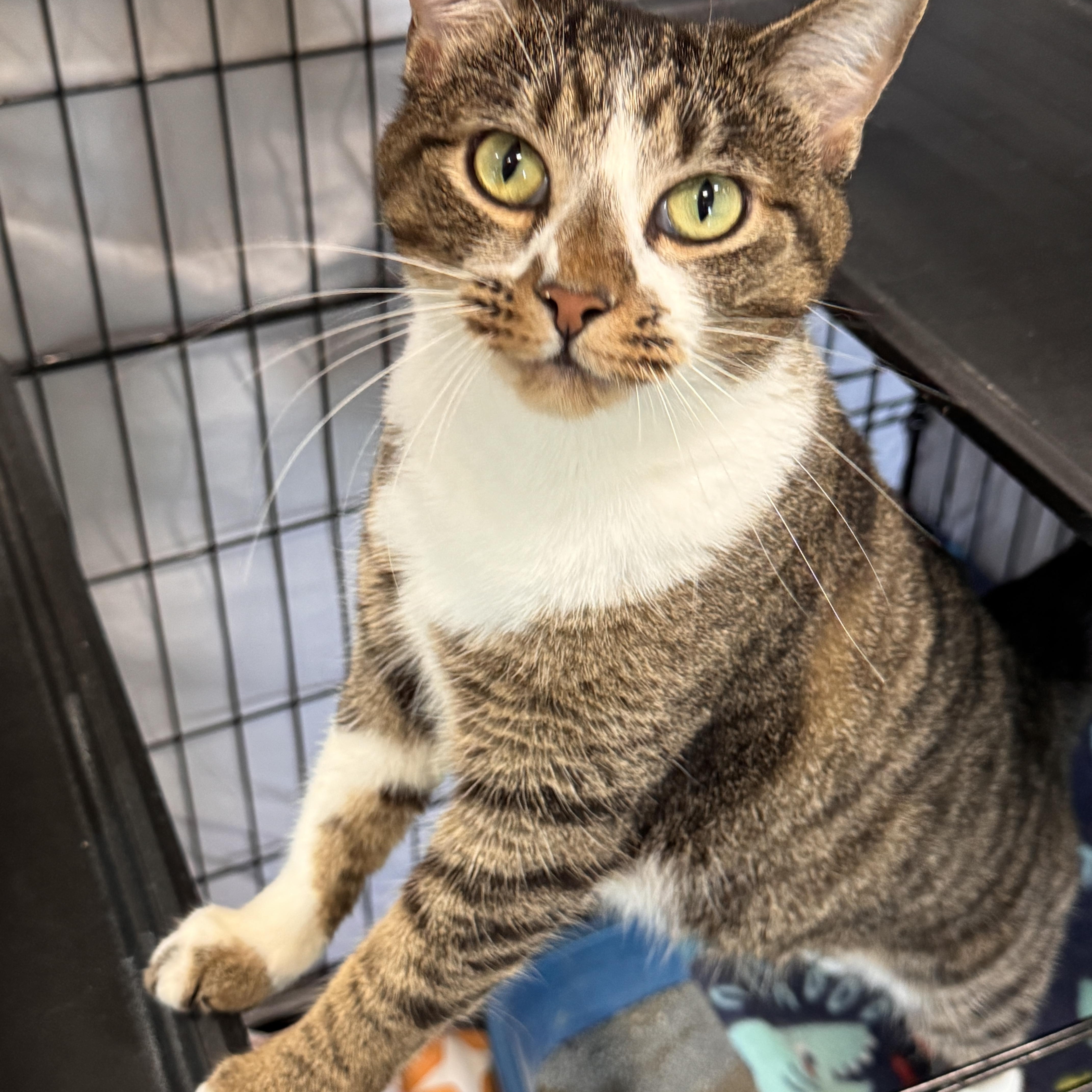 An adult medium-sized female Domestic Short Hair cat named Macarena for adoption in Mokena, IL