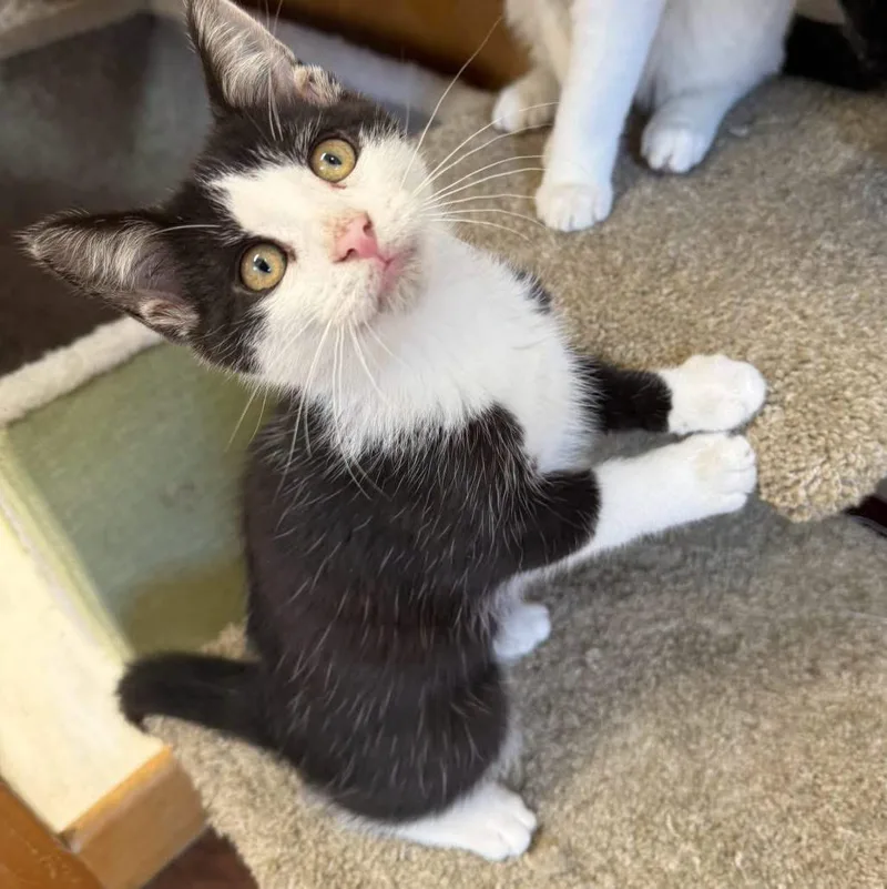 A young medium-sized male Domestic Short Hair cat named Jerry for adoption in Howes Cave, NY
