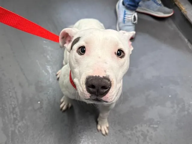 A young small-sized female Pit Bull Terrier dog named Brook for adoption in Antioch, CA