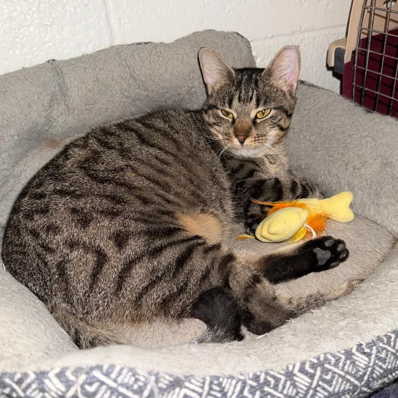 An adult medium-sized female Brown / Chocolate Domestic Short Hair cat named Lava Cake for adoption in Medina, OH