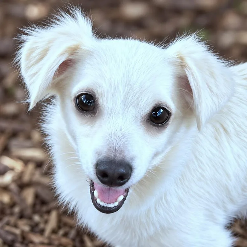 An adult small-sized female White / Cream Spaniel dog named Brie for adoption in Boerne, TX