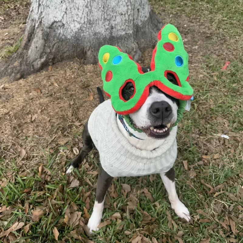 A senior large-sized female Black Pit Bull Terrier dog named Babygirl for adoption in New Orleans, LA