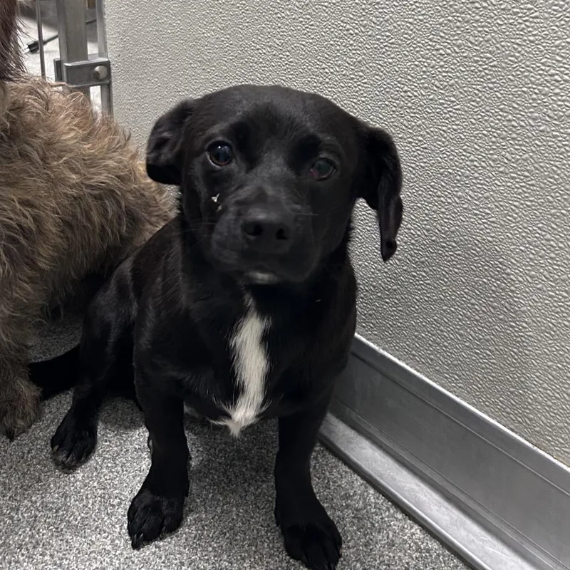 A young small-sized male Black Mixed Breed dog named Rambo for adoption in Hinsdale, IL