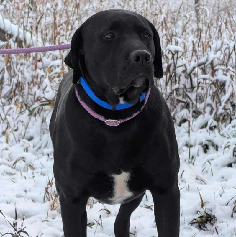 An adult large-sized male Labrador Retriever dog named Shadow for adoption in Thayne, WY