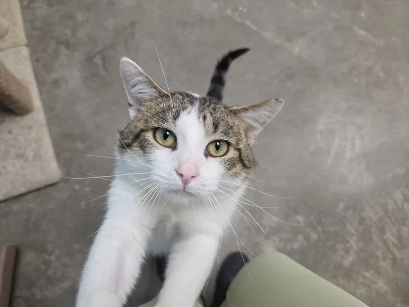 An adult large-sized male Tabby (Brown / Chocolate) Domestic Short Hair cat named Upsy for adoption in Chilton, WI