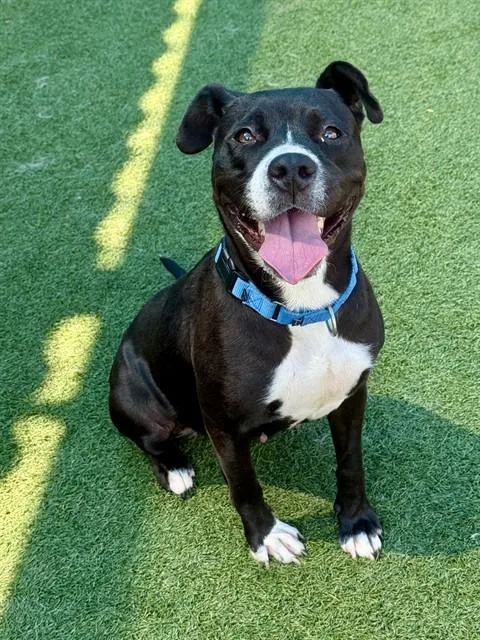 An adult medium-sized female Mixed Breed dog named Queenie for adoption in Dallas, TX