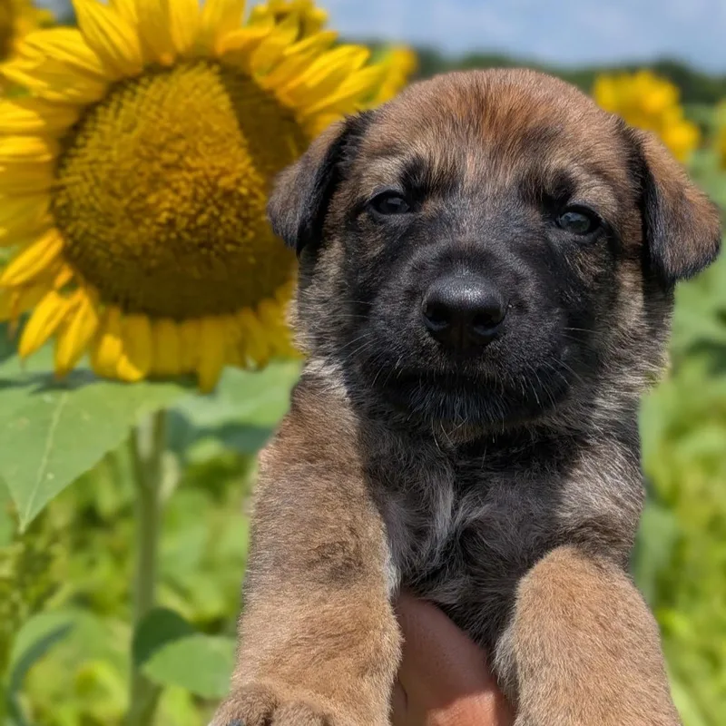 A baby large-sized male Black German Shepherd Dog dog named Ranger for adoption in Spring hill, TN