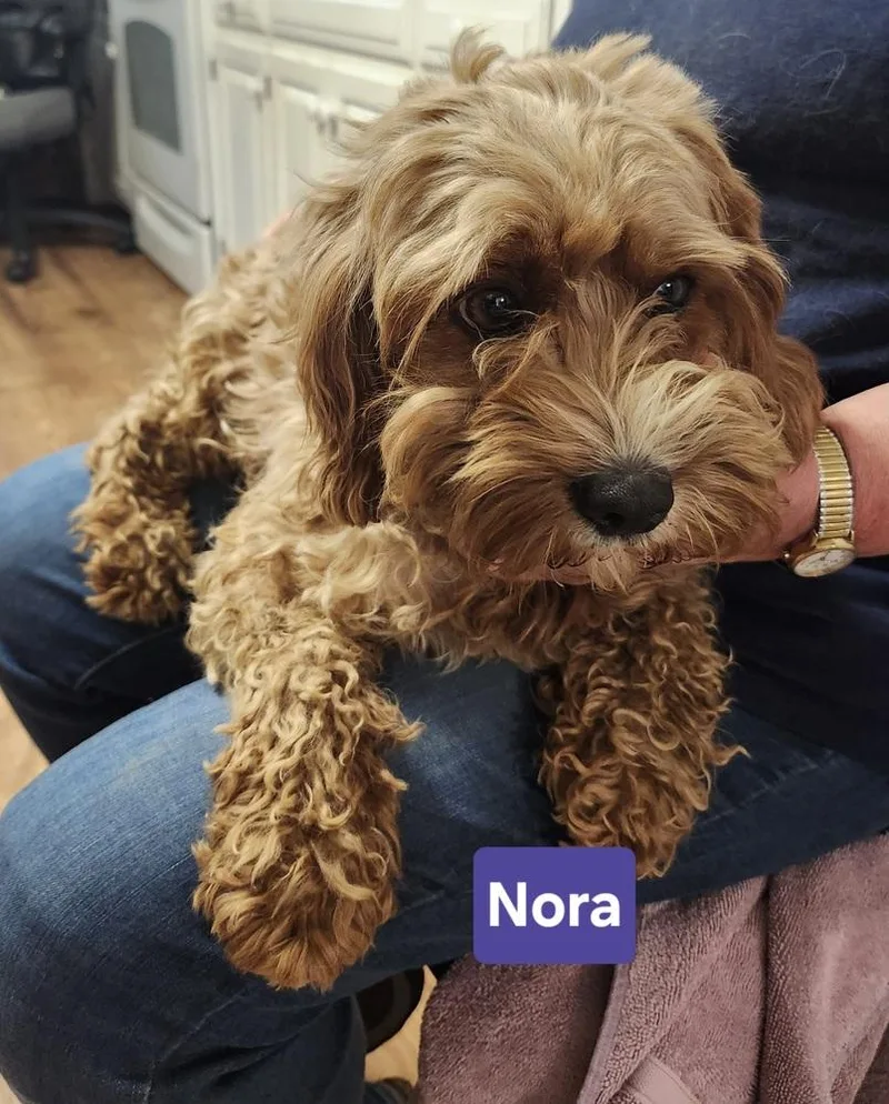 An adult medium-sized female Cavalier King Charles Spaniel dog named Nora for adoption in East Greenville, PA