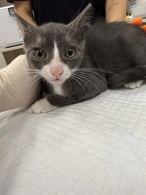 A baby small-sized female Domestic Short Hair cat named Lettuce for adoption in Baytown, TX
