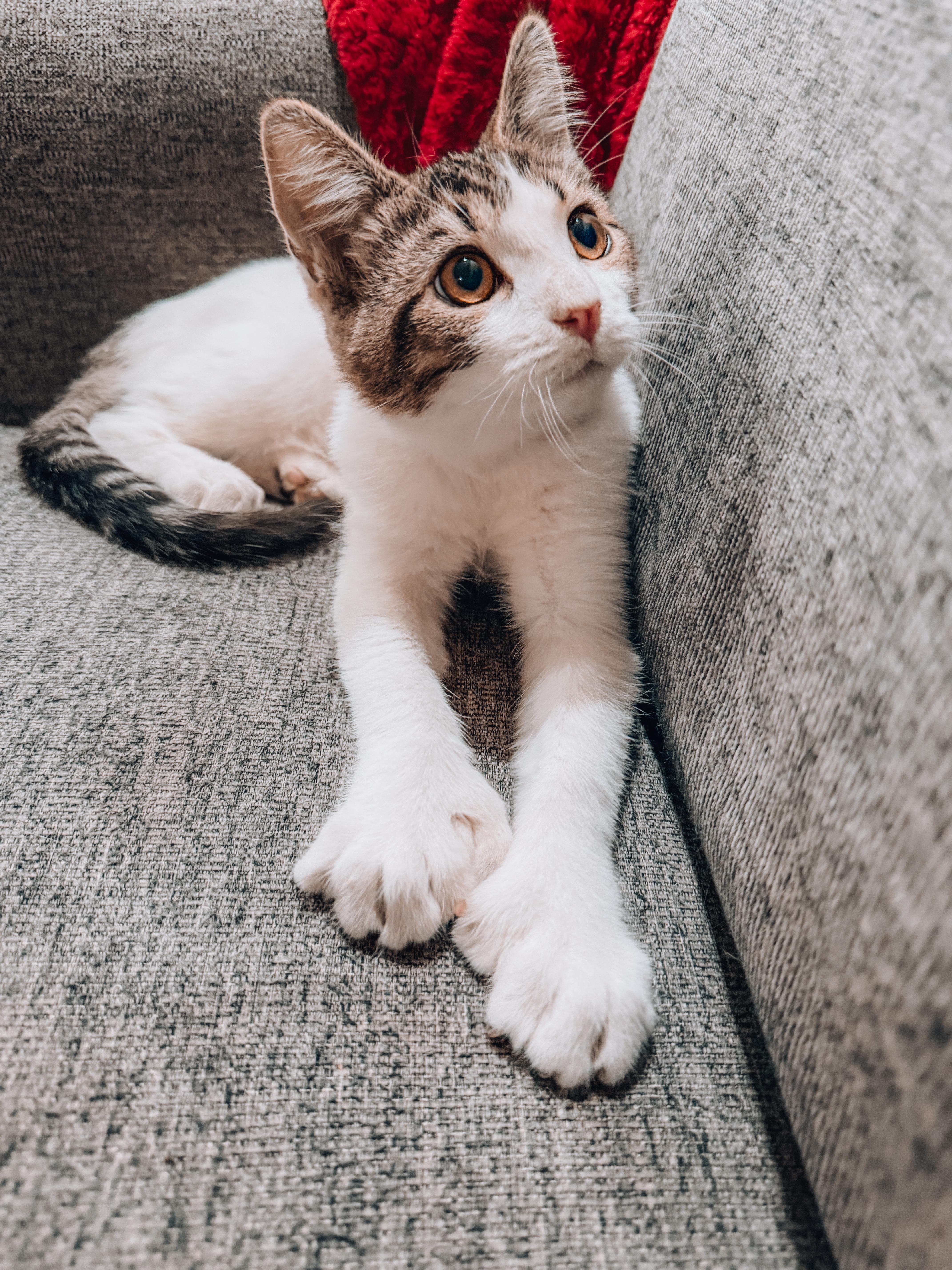 A baby large-sized male Turkish Van cat named Simon . for adoption in Goodyear, AZ