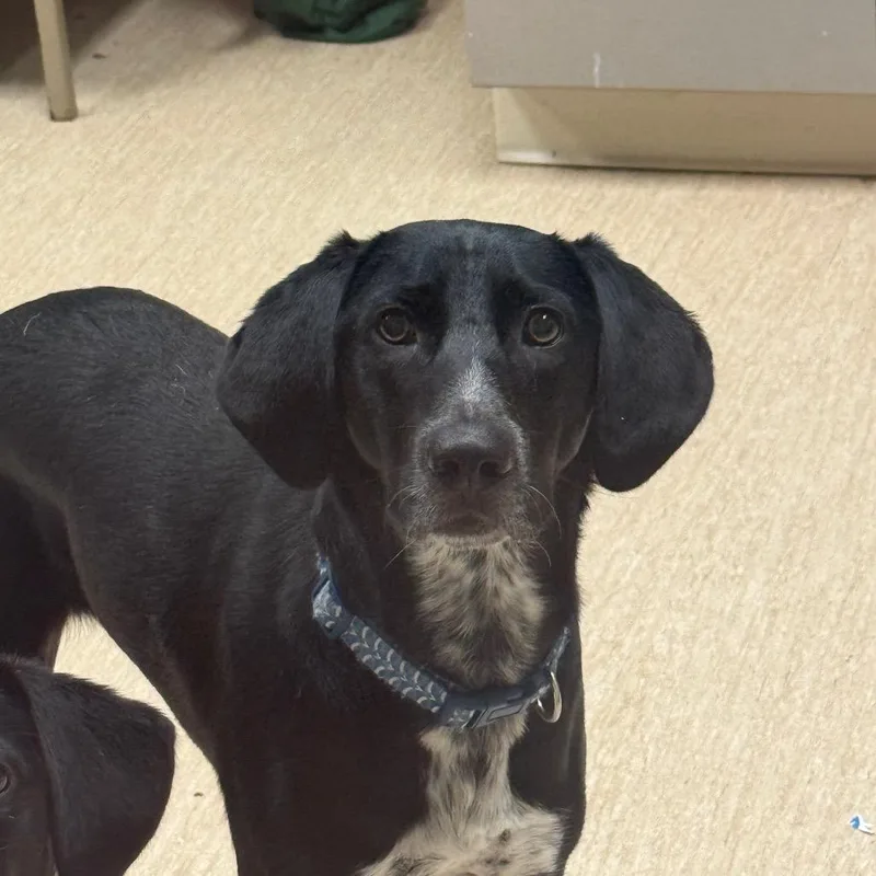 An adult medium-sized male Black Mixed Breed dog named Daffy Duck for adoption in Red House, WV